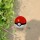5 Things I love about Pokemon Go